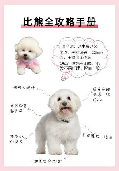 比熊犬怎么训练拜拜（比熊犬怎么训练它拜拜）