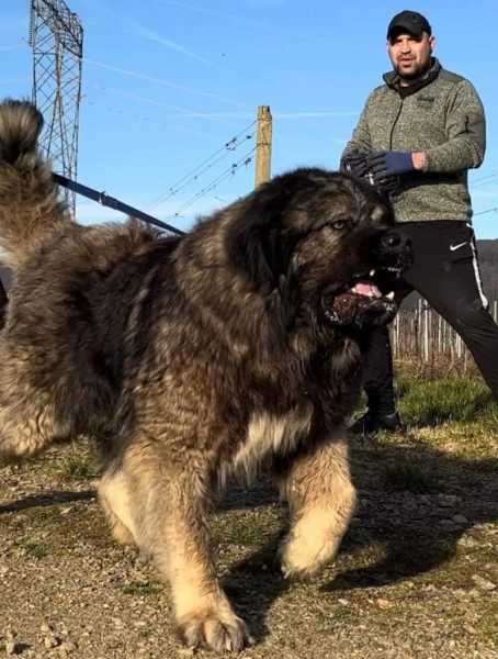 高加索犬的用途（高加索犬的用途有哪些）