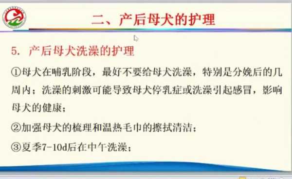 怀孕母犬护理注意事项（母犬妊娠期的护理）