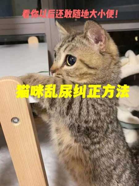 怎么能让猫不随地大小便（如何让猫不随地拉屎）