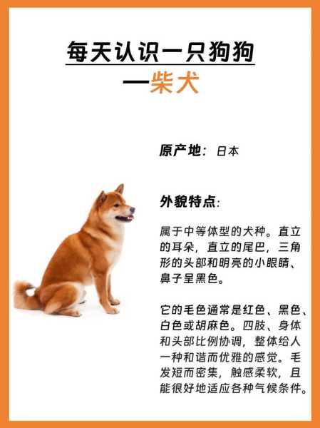 小柴犬注意事项（小柴犬注意事项及禁忌）