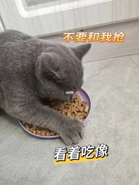 猫咪只吃肉不吃粮怎么办（家猫只吃肉不吃饭怎么办）