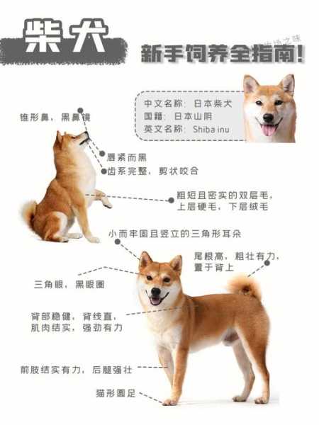 柴犬饲养方法（柴犬饲养方法视频）