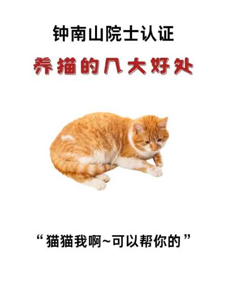 家养猫有讲究吗（家养猫有讲究吗为什么）