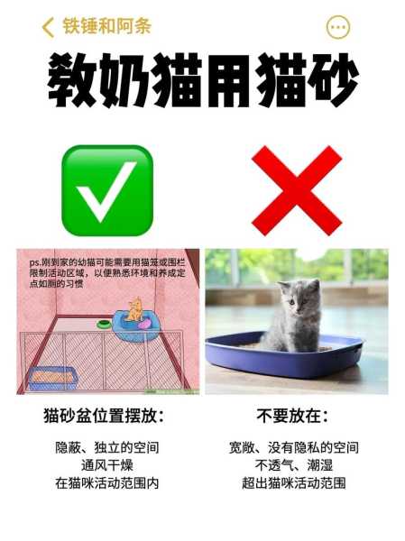 训练猫猫用猫砂（训练猫咪使用猫砂）