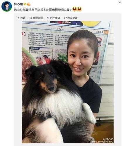 世界10大大型犬（世界大型犬排名前10）