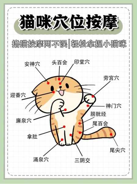 怎么训练猫咪给主人按摩（怎么训练猫咪给主人按摩呢）