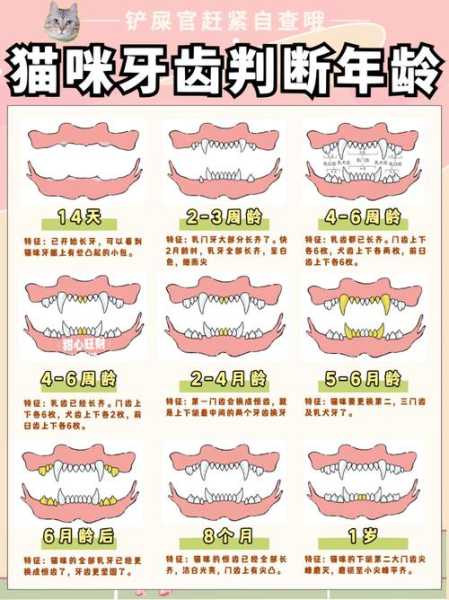 猫猫牙齿不齐（猫猫牙齿不齐正常吗）