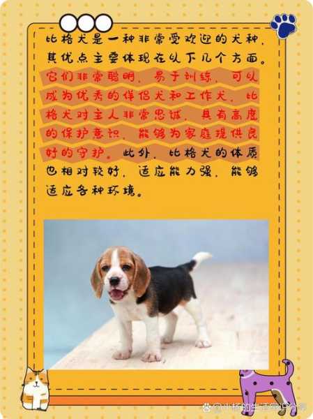 比格犬特性怎样（比格犬优缺点有哪些）