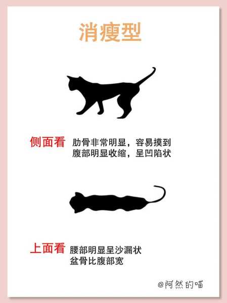 猫猫怎么越来越瘦,表现都正常（猫猫变瘦了怎么回事）