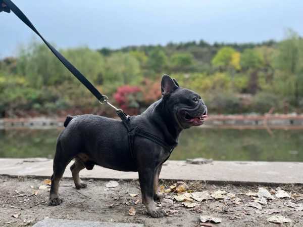 法国斗牛犬生小狗比较多吗（法国斗牛犬能生几个）