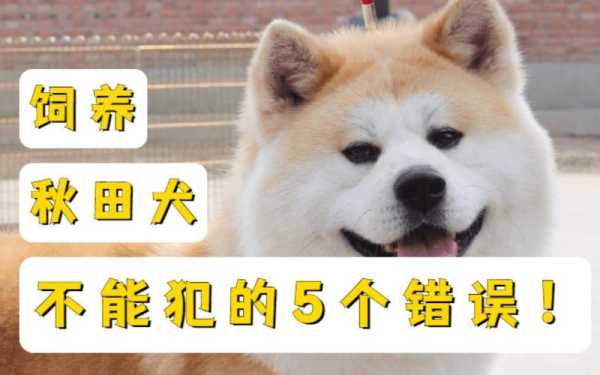 饲养秋田犬不能犯的5个错误!（养秋田犬的缺点）