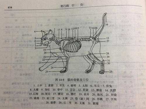 猫针灸（猫针灸部位图）