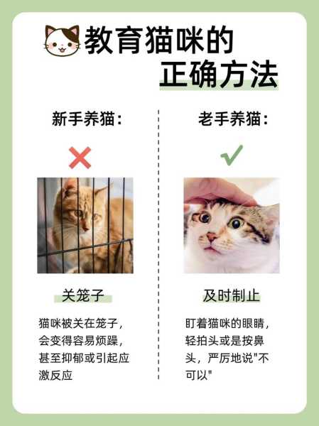 如何照顾一只小猫咪视频（怎么照顾一只小猫）