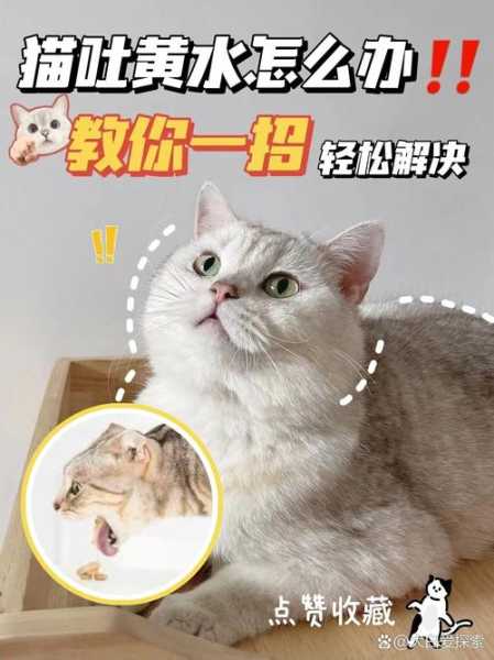 猫咪不信任人怎么办（猫咪不信任我怎么办）