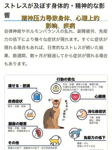 如何帮犬猫提高抵抗力的方法（如何提高宠物免疫力）