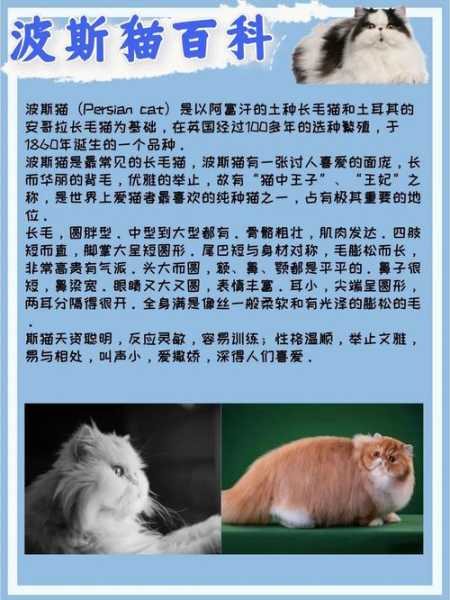 波斯猫的喂养及养护要点（波斯猫的吃食）