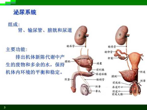 泌尿系统小讲课（讲泌尿系统的教案）