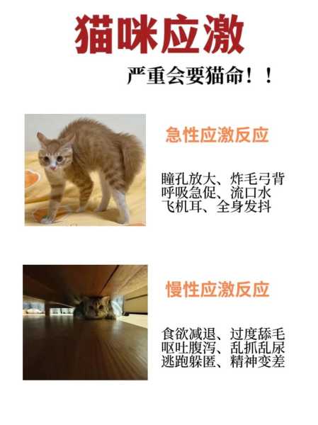 如何解决猫应激反应（如何解决猫咪应激反应）