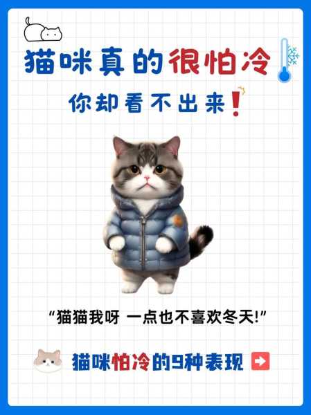 猫咪冬天怎么御寒（冬天怎么给猫猫保暖）