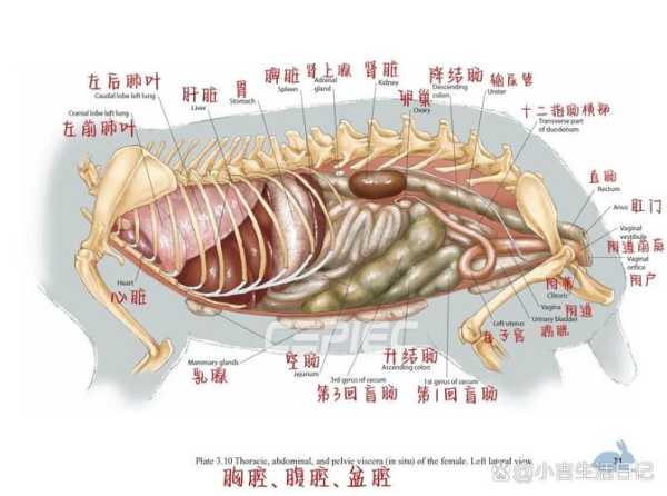 兔子消化系统中的什么发达（兔子的消化功能）