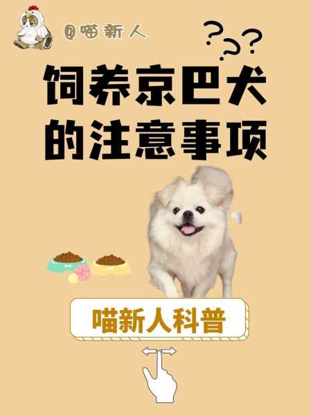 京巴犬怎么喂养（京巴犬怎么喂养最好）