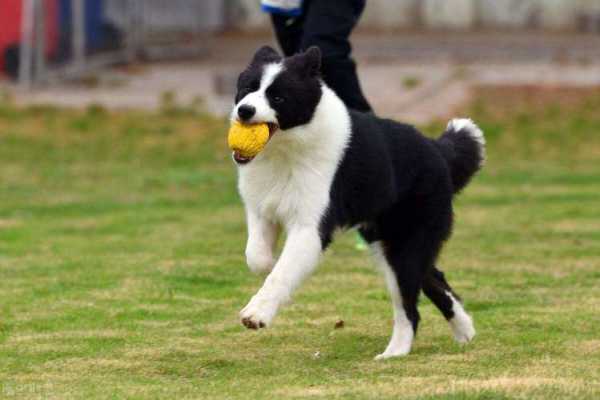 怎么训练牧羊犬放牛（怎么训练牧羊犬放牛的方法）