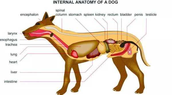 宠物肠梗塞（犬猫肠梗阻）