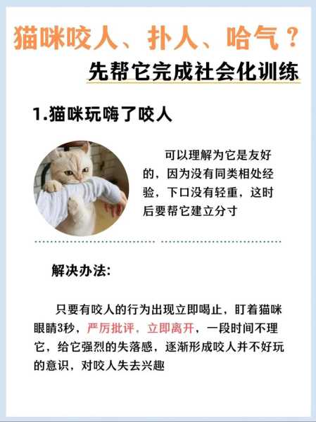 猫怎么训练不抓人（怎样训练猫不抓人不咬人）