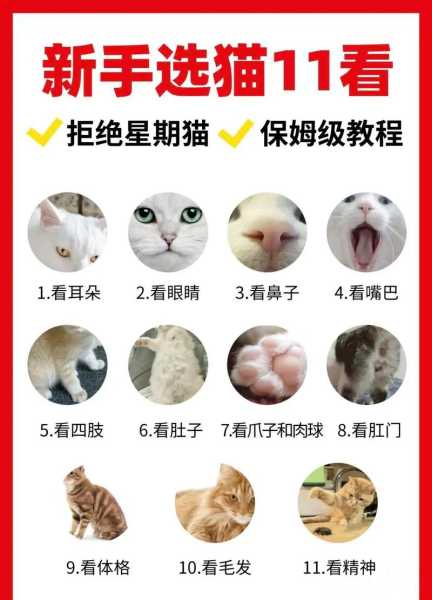 如果判断猫咪是否健康（如果判断猫咪是否健康呢）