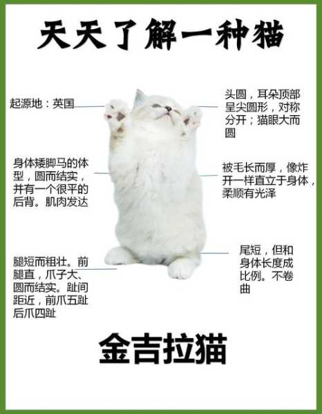 宠物猫金吉拉的饲养和喂养（最正确的金吉拉猫饲养方法）