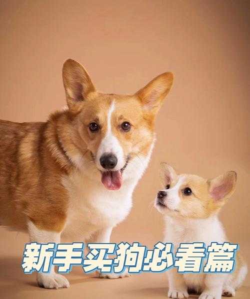 在购犬的时候如何挑选一只健康的宠物犬（在购犬的时候如何挑选一只健康的宠物犬呢）