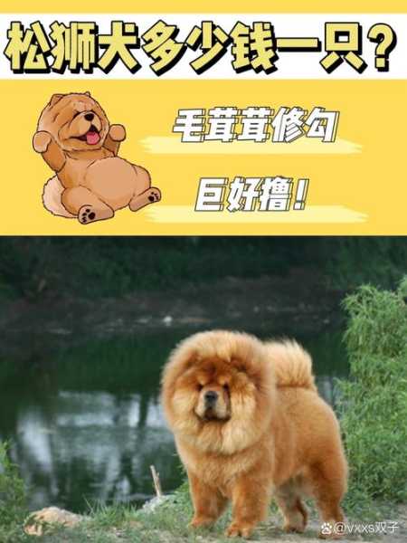 松狮犬多少钱一只纯种（松狮犬多少钱一只纯种犬）