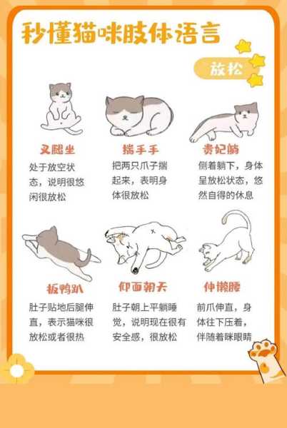 猫的肢体语言图解（猫的肢体语言图解 解读）