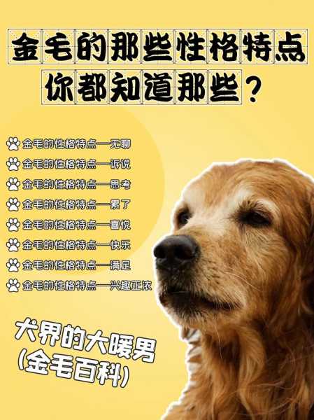 金毛犬的性格特点介绍（金毛犬的性格特点介绍图片）