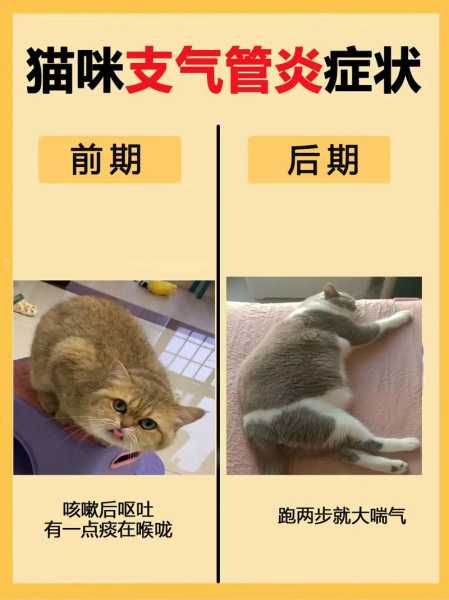 猫得过猫鼻支还要打疫苗吗（猫得过猫鼻支还要打疫苗吗）