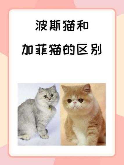 什么是波斯猫和加菲猫有什么区别（波斯猫和加菲猫的区别图片）