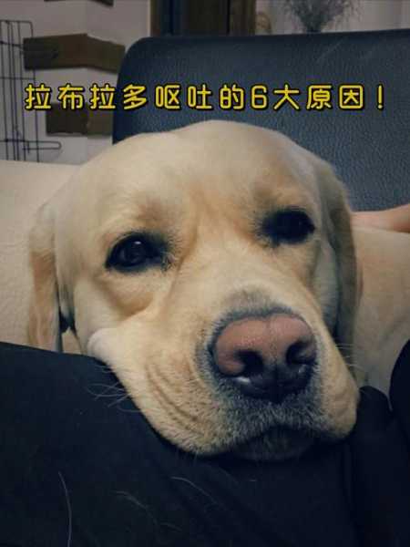 拉布拉多幼犬咳嗽呕吐是怎么回事儿（拉布拉多犬咳嗽呕吐怎么办?）