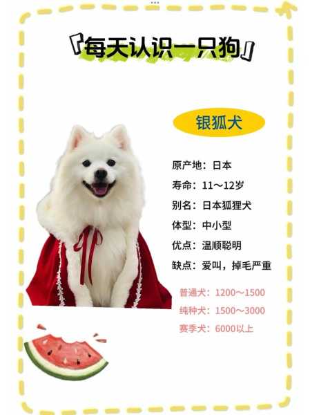 银狐犬适合吃什么狗粮（银狐犬一般吃什么）