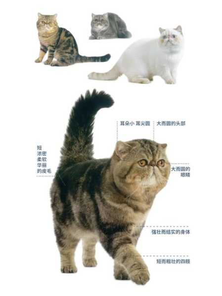 异国短毛猫多久洗一次澡（异国短毛猫容易生病吗）