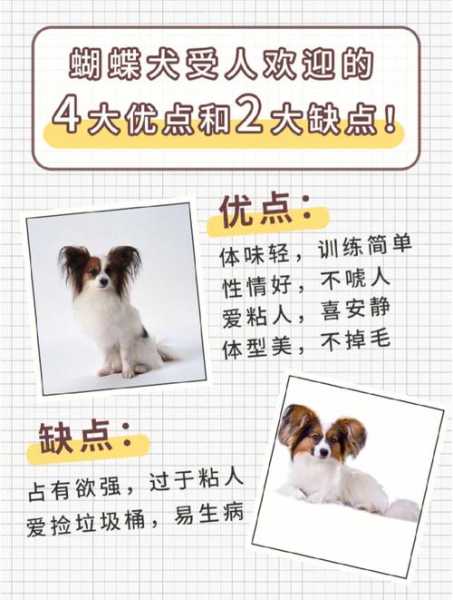 蝴蝶犬饲养注意事项（蝴蝶犬饲养注意事项和禁忌）