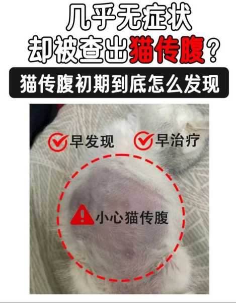 猫传染性腹膜炎是什么引起的（猫传染性腹膜炎临床症状）