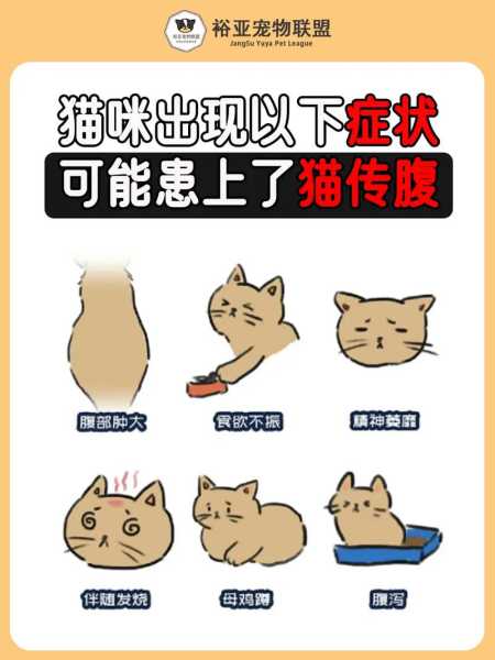 猫咪肠道阻塞症状（猫咪肠阻梗症状）