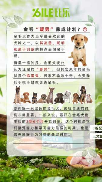 训练金毛犬的10个注意点（训练金毛犬的10个注意点是什么）