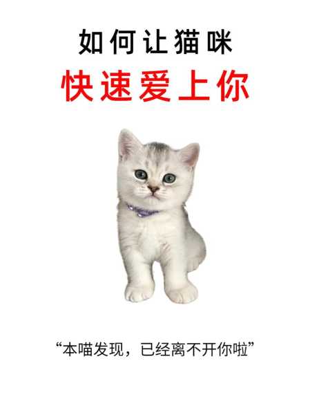 如何让猫咪记住你（怎么让猫记住你的味道）