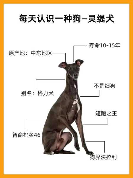 灵缇犬优点（灵缇犬简介）