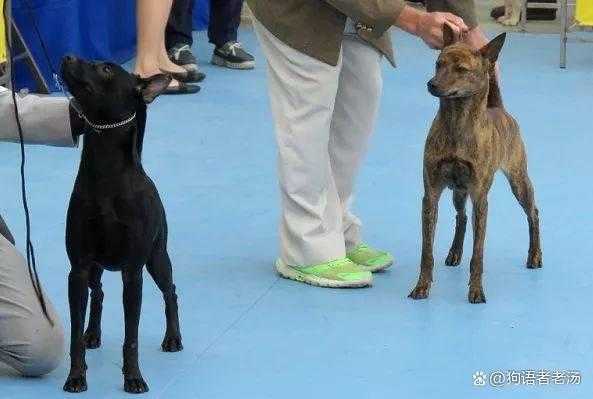 台湾犬好养吗,多少钱一只（台湾本土犬种）