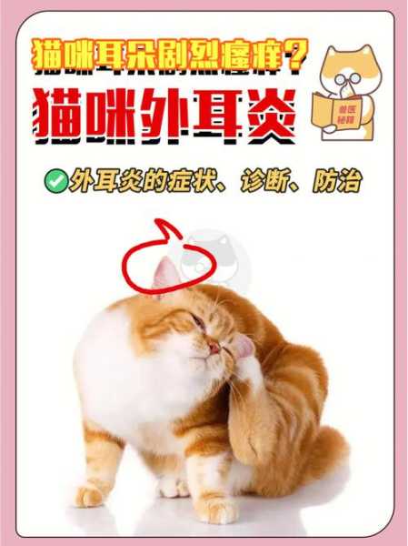 猫咪耳朵发炎怎么引起的（猫咪耳朵发炎怎么办）