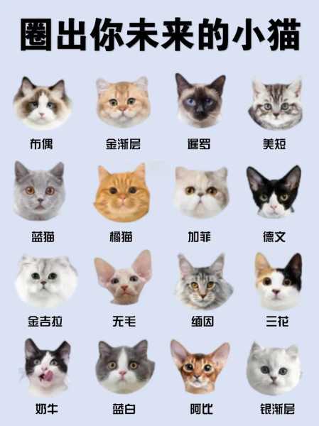 猫咪都是有什么品种（猫都有什么样的品种）