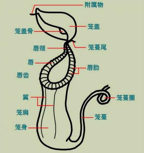 猪笼草形态结构（猪笼草形态结构图）